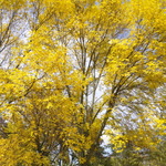 Fraxinus pennsylvanica 'Marshall's Seedless' — photo 4
