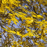 Fraxinus pennsylvanica 'Marshall's Seedless' — photo 5