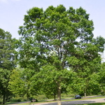 Fraxinus pennsylvanica  'Patmore' — photo 1