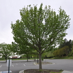 Fraxinus penn.'Summit' — photo 4