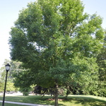 Fraxinus penn.'Summit' — photo 5