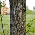 Fraxinus penn.'Summit' — photo 1