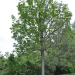 Fraxinus penn.'Summit' — photo 2