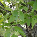 Fraxinus penn.'Summit' — photo 3
