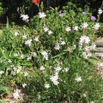Gaura lindheimeri 'Whirling Butterflies' — photo 1