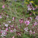 Gaura lindheimeri 'Whirling Butterflies' — photo 2