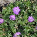 Geranium sanguineum Max Frei — photo 2