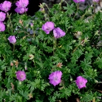 Geranium sanguineum Max Frei — photo 3