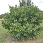 Ginkgo biloba Jade Butterflies — photo 3