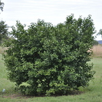 Ginkgo biloba Jade Butterflies — photo 4