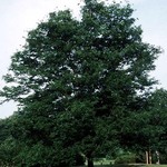 Gleditsia triacanthos inermis 'Havre' — photo 1