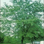 Gleditsia triacanthos inermis 'Havre' — photo 2