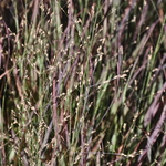 Panicum virgatum ?Prairie Sky — photo 1