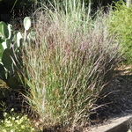 Panicum virgatum ?Prairie Sky — photo 2