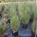Panicum virgatum 'Shenandoah' — photo 2