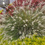 Pennisetum alopecuroides ?Hameln — photo 2
