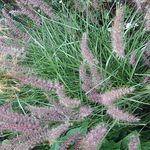 Pennisetum orientale Karley Rose — photo 1
