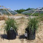 Pennisetum orientale Karley Rose — photo 2