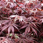 Acer palmatum 'Suminigashi' — photo 3