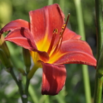 Hemerocallis 'Chicago Apache' — photo 2