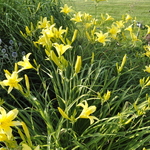 Hemerocallis 'Hyperion' — photo 2