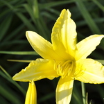 Hemerocallis 'Hyperion' — photo 3