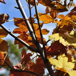 Acer pseudoplatanus 'Eskimo Sunset' — photo 5