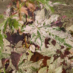 Acer pseudoplatanus 'Eskimo Sunset' — photo 6