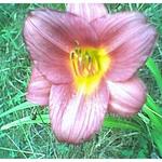 Hemerocallis Raspberry Pixie — photo 2