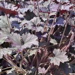 Heuchera Frosted Violet — photo 2