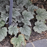 Heuchera Frosted Violet — photo 3