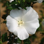 Hibiscus syriacus 'Diana' — photo 2