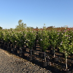 Hibiscus syriacus 'Minerva' — photo 2