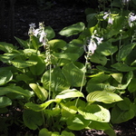Hosta 'August Moon' — photo 2