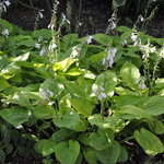 Hosta 'August Moon' — photo 3