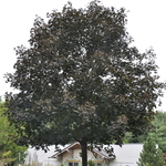 Acer platanoides 'Royal Red' — photo 5