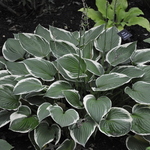 Hosta 'Francee' — photo 3