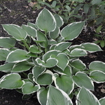 Hosta 'Francee' — photo 4