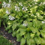 Hosta 'Guacamole' — photo 2