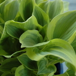 Hosta 'Guacamole' — photo 4