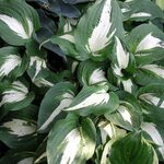 Hosta 'Night Before Christmas' — photo 2