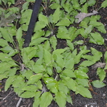 Hosta 'Lemon Lime' — photo 2