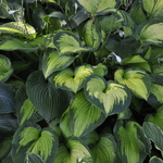 Hosta 'Paul's Glory' — photo 2
