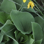 Hosta 'Blue Cadet' — photo 2