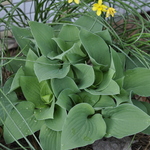 Hosta 'Blue Cadet' — photo 3