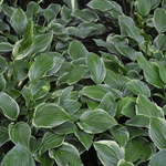 Hosta 'So Sweet' — photo 2
