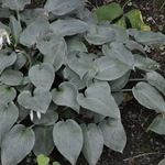 Hosta 'Halcyon' — photo 4