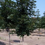 Acer platanoides 'Deborah' — photo 3