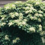 Hydrangea petiolaris — photo 4
