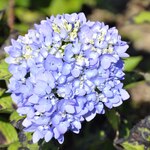 Hydrangea macrophylla 'All Summer Beauty' — photo 1